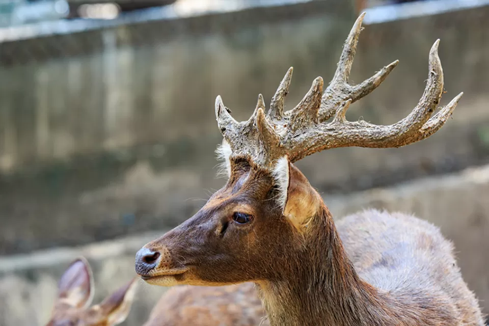 Whitetail Buck